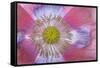 Pink Poppy II-Kathy Mahan-Framed Stretched Canvas