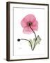 Pink Poppy-Albert Koetsier-Framed Art Print