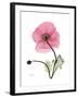 Pink Poppy-Albert Koetsier-Framed Art Print