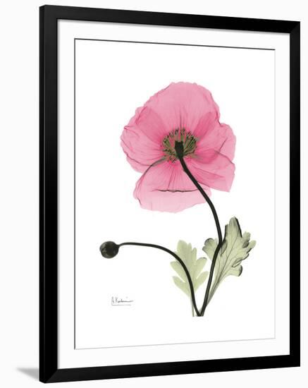 Pink Poppy-Albert Koetsier-Framed Art Print