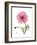 Pink Poppy-Albert Koetsier-Framed Art Print