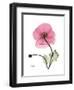 Pink Poppy-Albert Koetsier-Framed Art Print