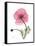 Pink Poppy-Albert Koetsier-Framed Stretched Canvas