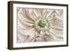 Pink Poppy-Cora Niele-Framed Photographic Print