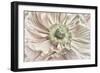 Pink Poppy-Cora Niele-Framed Photographic Print