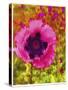 Pink Poppy-Natasha Wescoat-Stretched Canvas