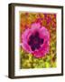 Pink Poppy-Natasha Wescoat-Framed Giclee Print