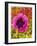 Pink Poppy-Natasha Wescoat-Framed Giclee Print