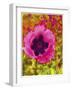 Pink Poppy-Natasha Wescoat-Framed Giclee Print