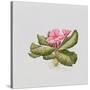 Pink primrose-Sally Crosthwaite-Stretched Canvas