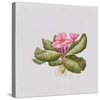 Pink primrose-Sally Crosthwaite-Stretched Canvas