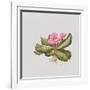 Pink primrose-Sally Crosthwaite-Framed Giclee Print