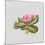 Pink primrose-Sally Crosthwaite-Mounted Giclee Print