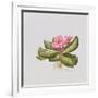 Pink primrose-Sally Crosthwaite-Framed Giclee Print