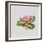 Pink primrose-Sally Crosthwaite-Framed Giclee Print