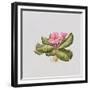 Pink primrose-Sally Crosthwaite-Framed Giclee Print