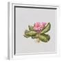 Pink primrose-Sally Crosthwaite-Framed Giclee Print