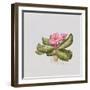 Pink primrose-Sally Crosthwaite-Framed Giclee Print