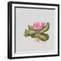 Pink primrose-Sally Crosthwaite-Framed Giclee Print