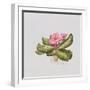 Pink primrose-Sally Crosthwaite-Framed Giclee Print