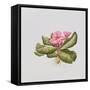 Pink primrose-Sally Crosthwaite-Framed Stretched Canvas