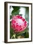 Pink Protea-Karyn Millet-Framed Photo