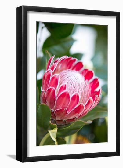 Pink Protea-Karyn Millet-Framed Photo