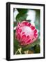 Pink Protea-Karyn Millet-Framed Photo