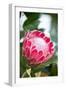 Pink Protea-Karyn Millet-Framed Photo