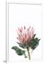 Pink Protea-Sisi and Seb-Framed Photo