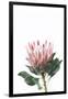 Pink Protea-Sisi and Seb-Framed Photo