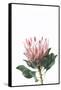 Pink Protea-Sisi and Seb-Framed Stretched Canvas