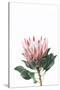 Pink Protea-Sisi and Seb-Stretched Canvas