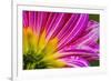 Pink purple dahlia petals blooming macro. Dahlia named Brushstrokes-William Perry-Framed Photographic Print