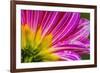 Pink purple dahlia petals blooming macro. Dahlia named Brushstrokes-William Perry-Framed Photographic Print