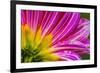 Pink purple dahlia petals blooming macro. Dahlia named Brushstrokes-William Perry-Framed Photographic Print