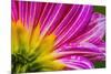 Pink purple dahlia petals blooming macro. Dahlia named Brushstrokes-William Perry-Mounted Photographic Print