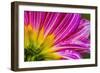 Pink purple dahlia petals blooming macro. Dahlia named Brushstrokes-William Perry-Framed Photographic Print