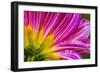 Pink purple dahlia petals blooming macro. Dahlia named Brushstrokes-William Perry-Framed Photographic Print