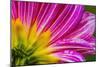 Pink purple dahlia petals blooming macro. Dahlia named Brushstrokes-William Perry-Mounted Photographic Print