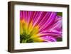 Pink purple dahlia petals blooming macro. Dahlia named Brushstrokes-William Perry-Framed Photographic Print