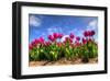 Pink Purple Tulips in The Netherlands-null-Framed Art Print
