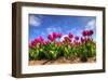 Pink Purple Tulips in The Netherlands-null-Framed Art Print