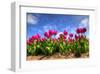 Pink Purple Tulips in The Netherlands-null-Framed Art Print