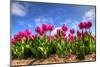 Pink Purple Tulips in The Netherlands-null-Mounted Art Print