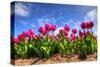 Pink Purple Tulips in The Netherlands-null-Stretched Canvas