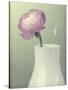 Pink Rannunculus in White Vase on Green-Tom Quartermaine-Stretched Canvas