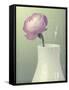 Pink Rannunculus in White Vase on Green-Tom Quartermaine-Framed Stretched Canvas