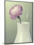 Pink Rannunculus in White Vase on Green-Tom Quartermaine-Mounted Giclee Print