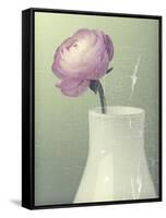 Pink Rannunculus in White Vase on Green-Tom Quartermaine-Framed Stretched Canvas